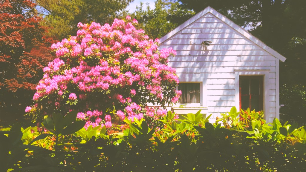 Not to be outdone / the other side of the yard / is now in full bloom. // haiku - micropoetry - haikumages