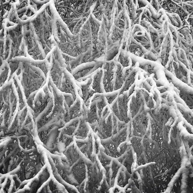 Bent birches bowing / bearing the brunt beneath / back-breaking burden. // haiku - micropoetry - haikumages