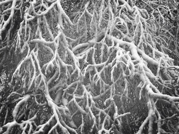 Bent birches bowing / bearing the brunt beneath / back-breaking burden. // haiku - micropoetry - haikumages