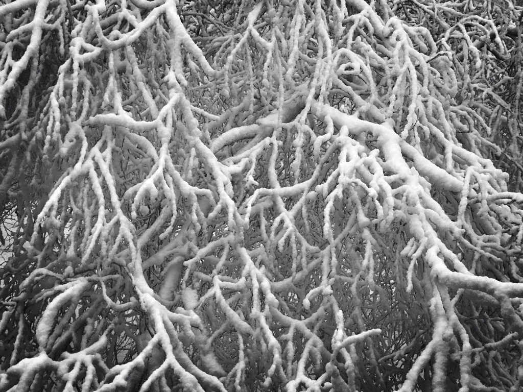 Bent birches bowing / bearing the brunt beneath / back-breaking burden. // haiku - micropoetry - haikumages