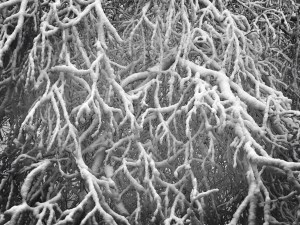 Bent birches bowing / bearing the brunt beneath / back-breaking burden. // haiku - micropoetry - haikumages