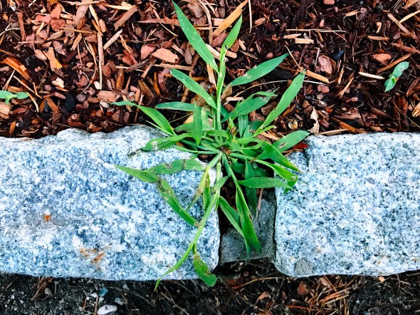 In garden and life / I've learned we must be weeding / continually. // micropoetry - haiku - haikumages