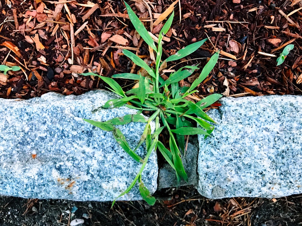 In garden and life / I've learned we must be weeding / continually. // micropoetry - haiku - haikumages