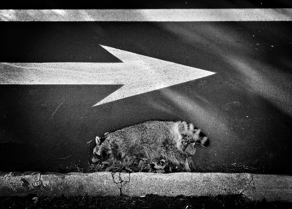 Unfavored by fate / the recalcitrant raccoon / who walked the wrong way. // micropoetry - haiku - haikumages