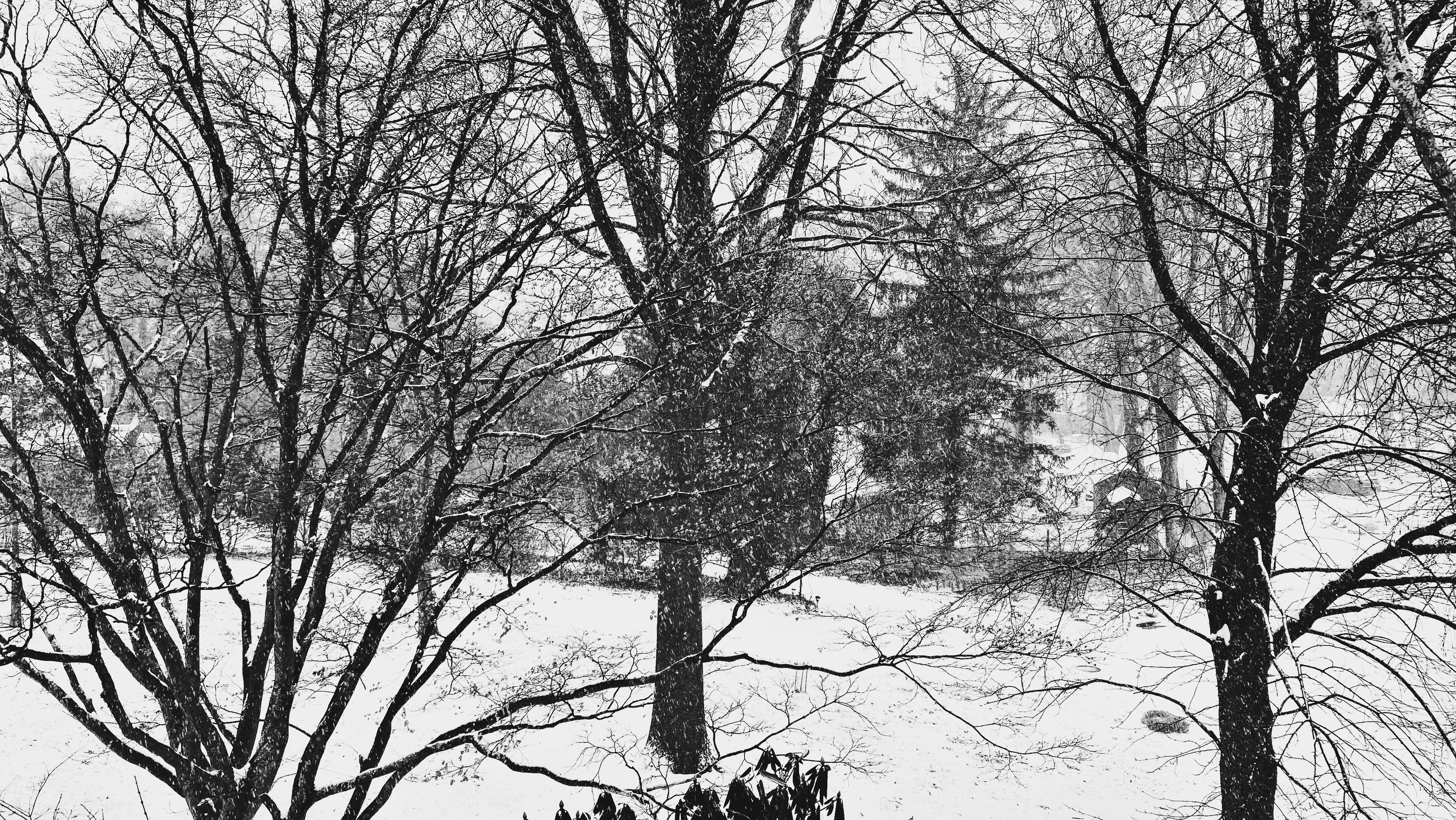 Heavy falling snow / a soft white noise percussion / on trees, ground and things. // micropoetry - haiku - haikumages