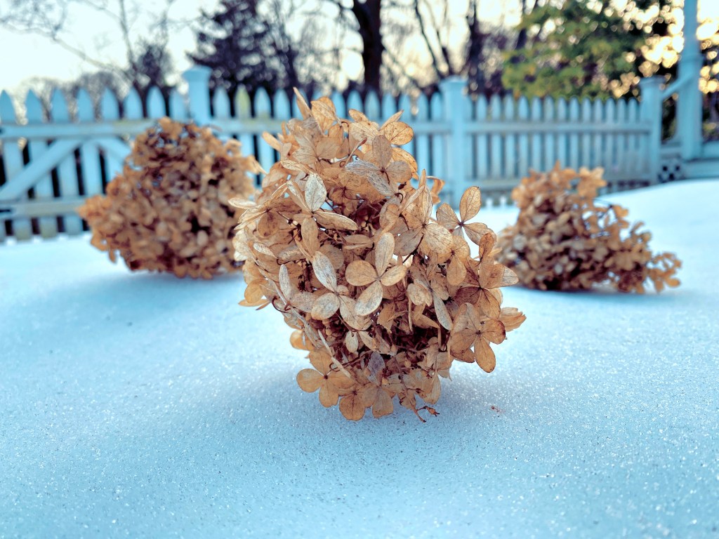 The winter blossoms / unexpected tumbleweeds / gather in our yard. // haikumages - haiku - poem