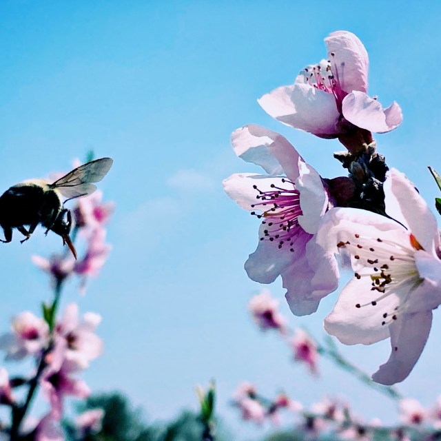 Bee’s bumbling ballet / buzzing, bumping blossoms with / beautiful purpose. // micropoetry - haiku - haikumages