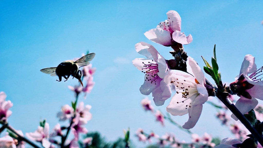 Bee’s bumbling ballet / buzzing, bumping blossoms with / beautiful purpose. // micropoetry - haiku - haikumages